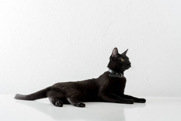 istock Black Bombay Cat Lying on the White Background. 1327484463