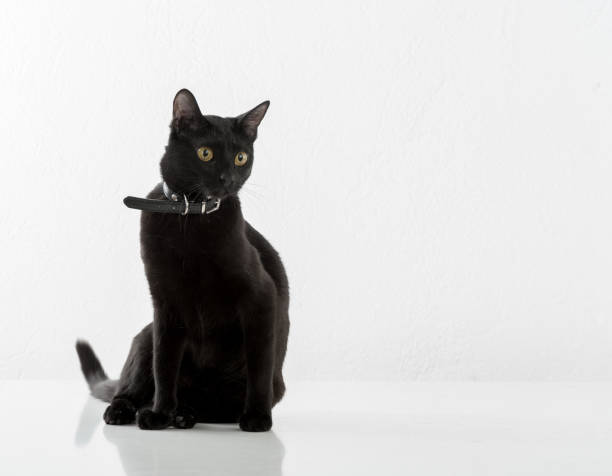 istock Black Bombay Cat Sitting on the White Background 1327484480