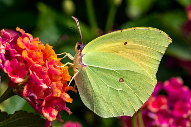 Detailed Side View of a Brimstone Butterfly (Gonepteryx rhamni) Feeding on a Bright Garden Flowers on a Warm Summer Day. Baia Sardinia, Sardinia, Italy. - fotografia de stock