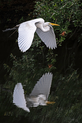 Great Egret flying over wetland marsh, image reflected in water's surface.