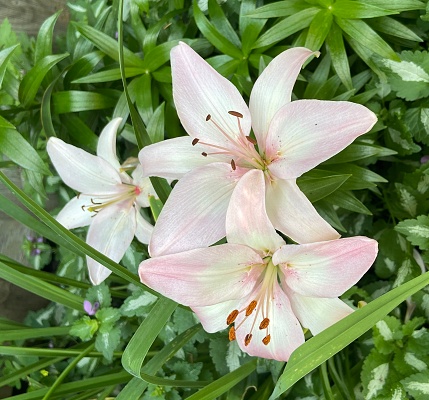 Closeup of Pink Asiatic Lilies