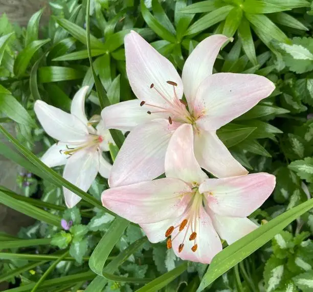 Photo of Pale Pink Lilies