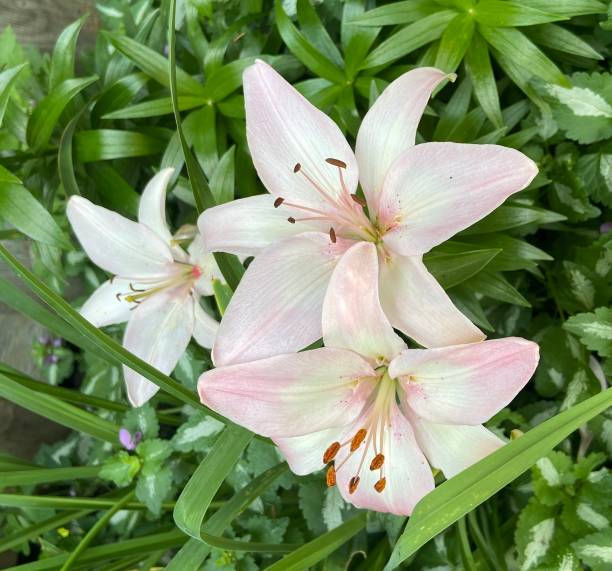 jasnoróżowe lilie - lily lily family temperate flower asiatic lily zdjęcia i obrazy z banku zdjęć