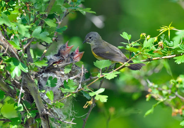 istock American redstart female bird with 2 babies 1327486687