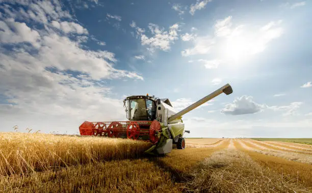 Photo of A combine harvester working in a wheat field