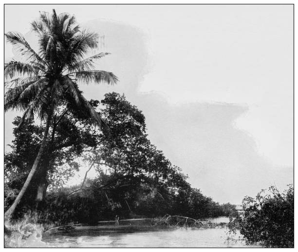 istock Antique black and white photograph: coconut palm tree, Cuba 1327486701
