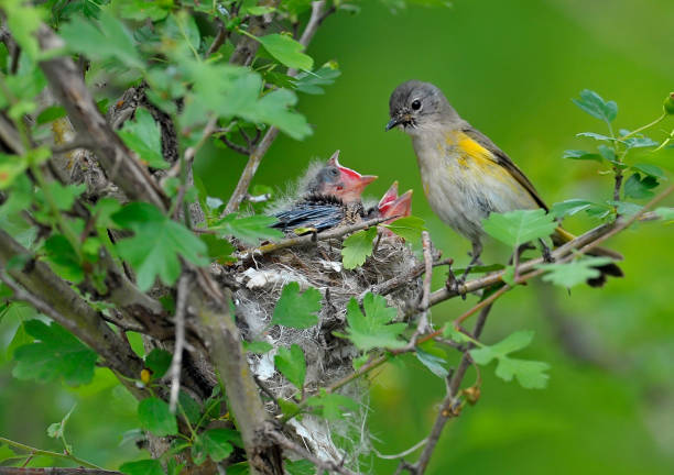 istock American redstart female bird with 2 babies 1327486714