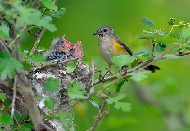 istock American redstart female bird with 2 babies 1327486742