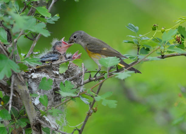 istock American redstart female bird feeding her 2 babies 1327486753