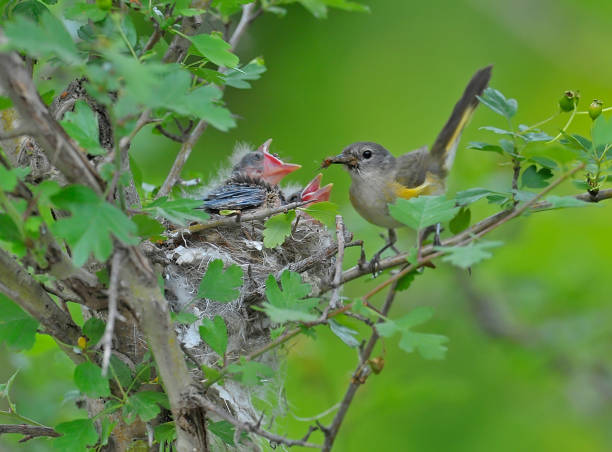 istock American redstart female bird feeding her 2 babies 1327486799