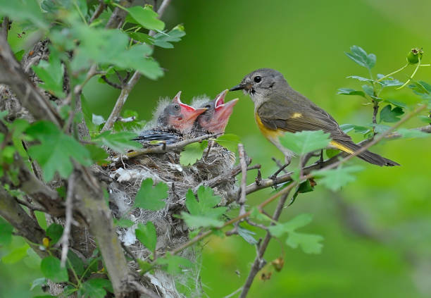 istock American redstart female bird with 2 babies 1327486809