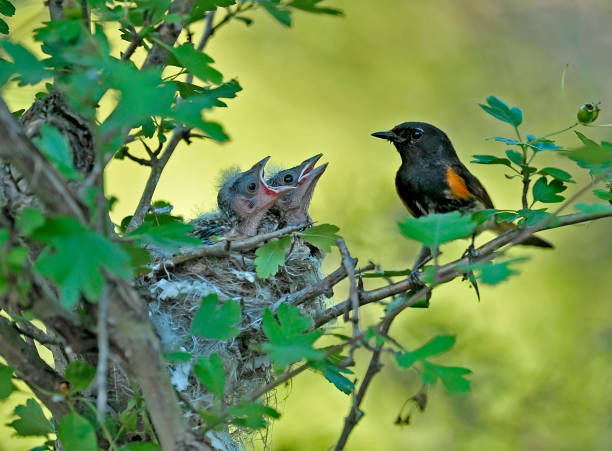 istock American redstart male bird with 2 babies 1327486816
