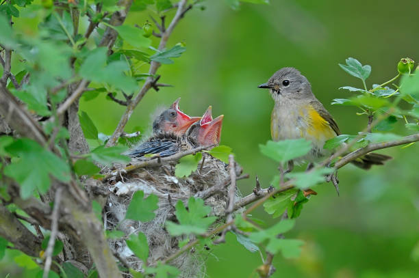 istock American redstart female bird with 2 babies 1327486850