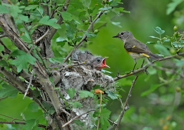 istock American redstart female bird with a baby chick 1327486868