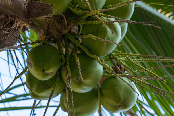 istock Coconut tree full of coconuts on a sunny day. Park in Brazil 1327487727