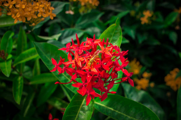 istock Bee collecting honey from flowers with green background. I captured this image on August 11, 2018, from Dhaka, Bangladesh, South Asia 1327487932