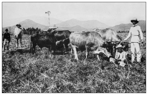 istock Antique black and white photograph: Sugar cane field, Cuba 1327488187