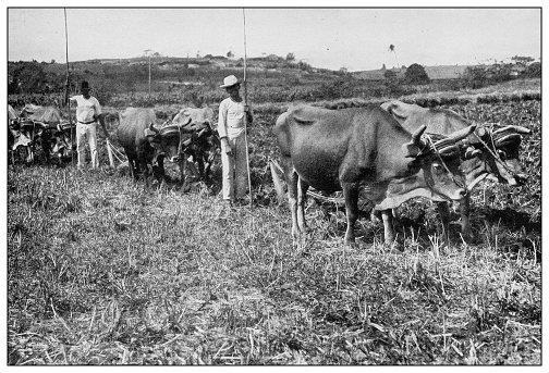 Antique black and white photograph of people from islands in the Caribbean and in the Pacific Ocean; Cuba, Hawaii, Philippines and others: Sugar cane field, Cuba