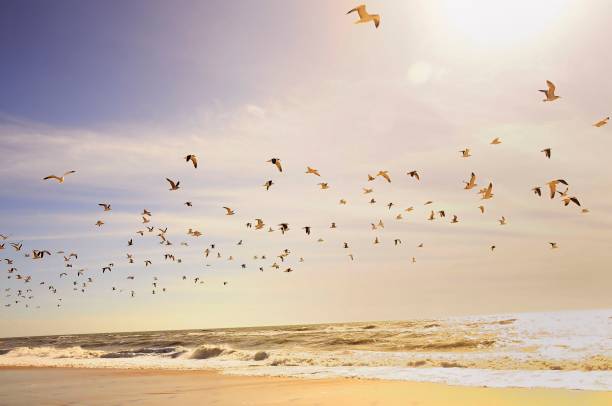 istock Birds in the natural environment 1327491135