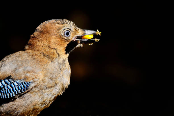 istock Birds in the natural environment 1327491138