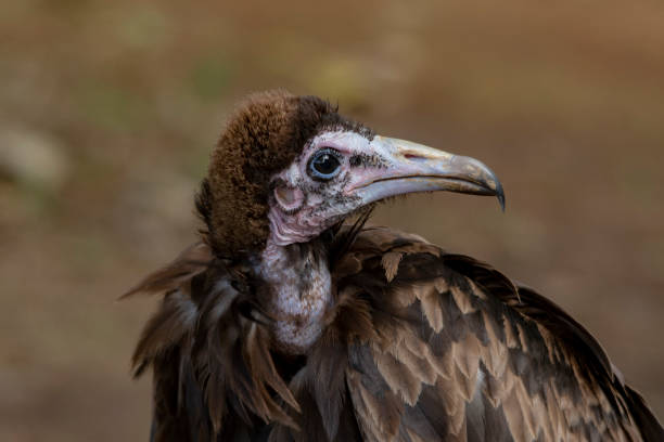 istock Birds in the natural environment 1327491159
