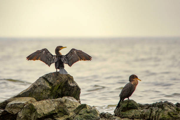 istock Birds in the natural environment 1327491178