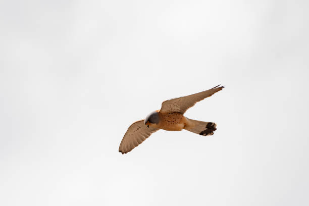 istock Birds in the natural environment 1327491185