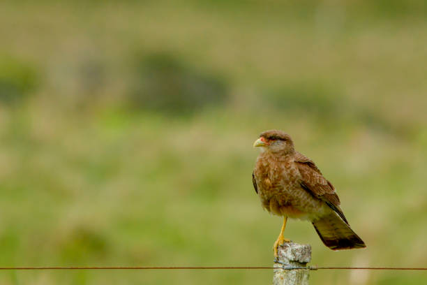 istock Birds in the natural environment 1327491186