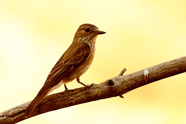 Anthus pratensis - great pipit - is a species of passerine bird of the family Motacillidae.