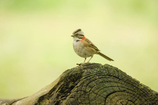 istock Birds in the natural environment 1327491194