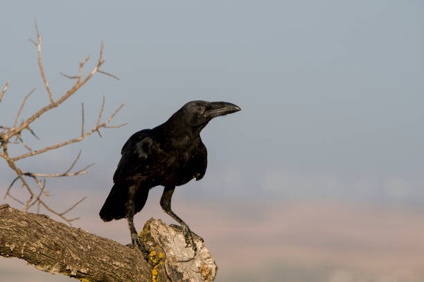 istock Birds in the natural environment 1327491195
