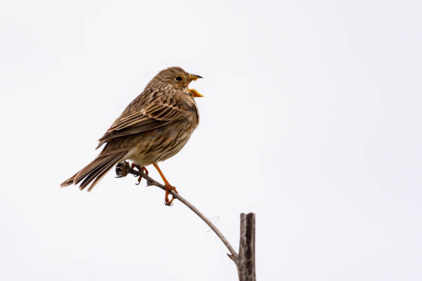 istock Birds in the natural environment 1327491217