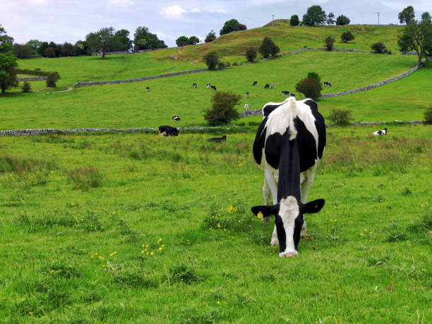 istock A Friesian cow contentedly munching grass in a Peak District field 1327491348