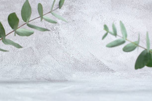 istock A sprig of eucalyptus on a light gray background with space for advertising the product. Empty showcase for advertising cosmetic products with eucalyptus 1327491508