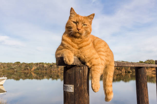 A big cat loved by everyone