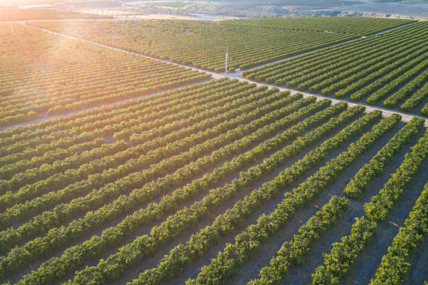 istock Olive Plantation in Bakersfield, California. 1327491771