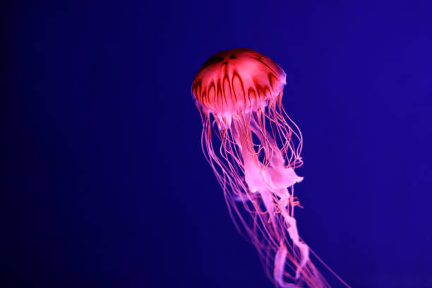 istock Bright pink jellyfish on a dark blue background. 1327492778