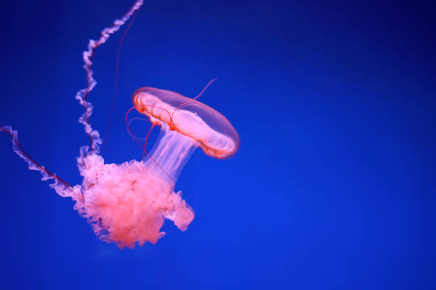 istock Bright pink jellyfish on a dark blue background. 1327492781