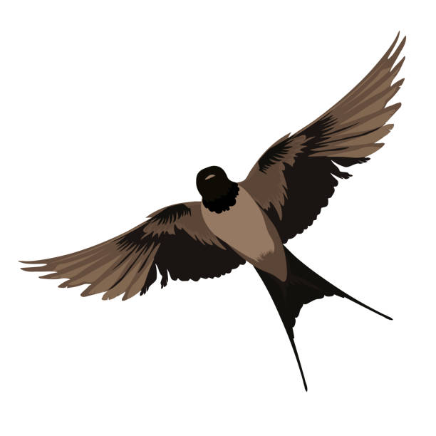 Swallows vector stock illustration. A bird in flight. Swallows vector stock illustration. A bird in flight. Wings and feathers. Isolated on a white background. barn swallow stock illustrations