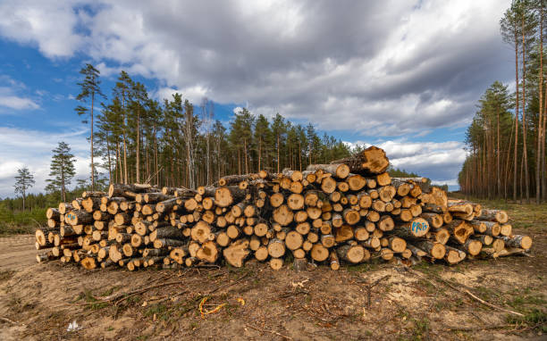 istock Forestry. Log stacks along the forest road. Forest pine and spruce trees. Log trunks pile, the logging timber wood industry. 1327492936