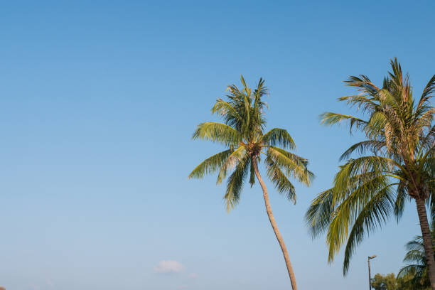istock Coconut tree leaf with cloud blue sky for holiday on tropical island sea beach concept 1327493031