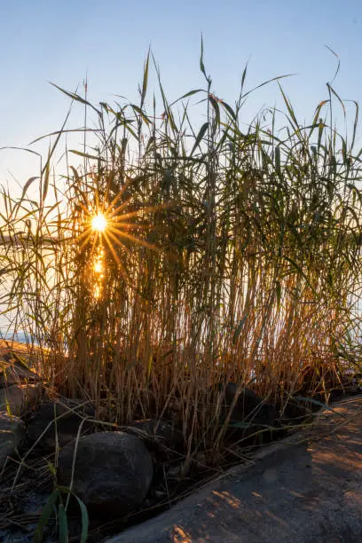 Helsinki / Finland - JULY 3, 2021: Setting sun casting lightrays behind seaweed.