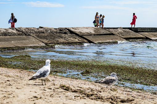 Zaliznyi Port, Ukraine - July 23, 2020: People in swimsuits stand on a concrete pier in the dirty Black Sea at Zaliznyi Port. Two seagulls, standing on the white sand of the beach, look at the rotten green algae near the shore on the surface of blue water