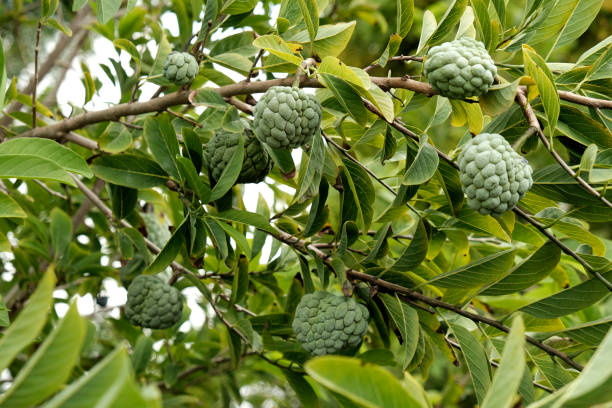 istock Custard apple (fruit) or Sugar apples group on the tree branch in the garden, India. 1327494900