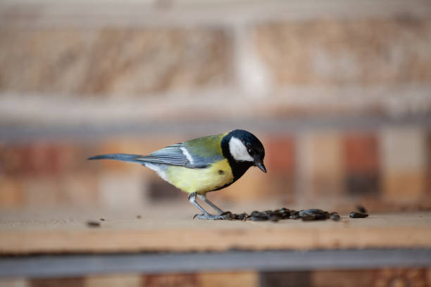 istock Tit on blurred background near sunflower seeds 1327495362