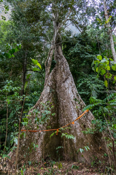 Rain Forest at Tiger Cave Temple, Thailand