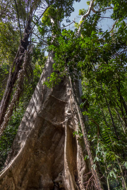istock Rain Forest at Tiger Cave Temple, Thailand 1327496381