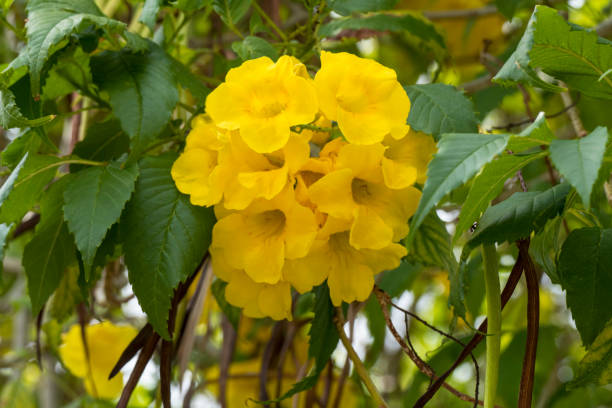 istock Golden trumpet tree, Thailand 1327496739