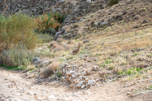 rio prat em israel. vale wadi qelt na cisjordânia, - dead animal fotos - fotografias e filmes do acervo