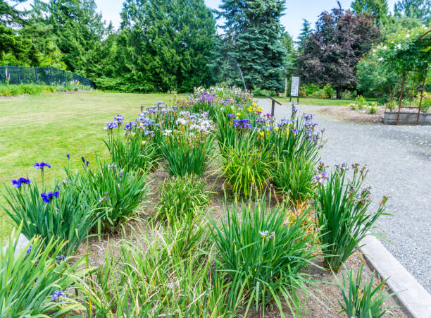 istock Seatac Iris Garden Scene 2 1327497869